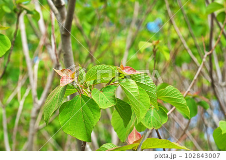 アカメガシワの新葉（春、四月） 102843007
