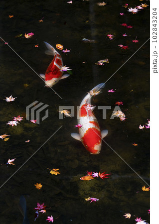 紅葉落ちる池を泳ぐ錦鯉 鳥取県 樗谿公園 102843204