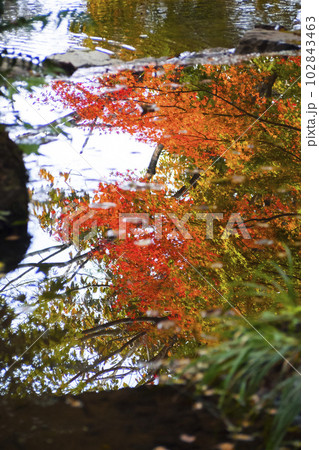 樗谿公園の紅葉 鳥取県 樗谿公園 102843463
