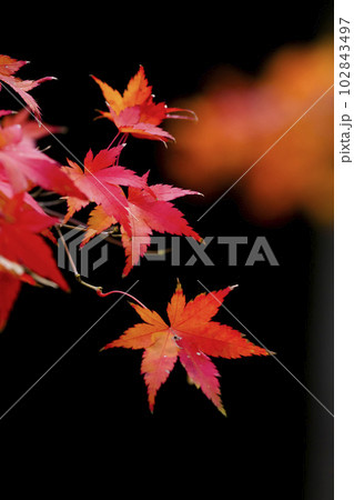 樗谿公園の紅葉 鳥取県 樗谿公園 102843497