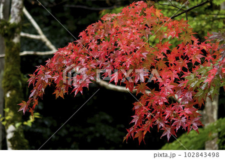樗谿公園の紅葉 鳥取県 樗谿公園 樗谿公園の紅葉 鳥取県 樗谿公園 102843498