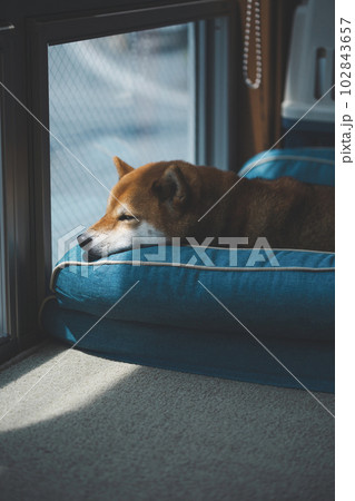 留守番をする柴犬 留守番をする柴犬 102843657