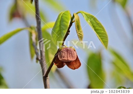 ポポーの花 102843839