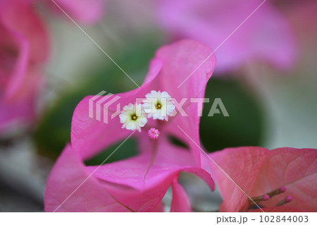ブーゲンビリアの花と蕾 ブーゲンビリアの花と蕾 102844003