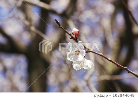 早春に咲く満開のアンズの花 102844049
