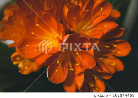 クンシラン 君子蘭 クンシラン 君子蘭 102844469