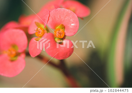 ハナキリン 102844475