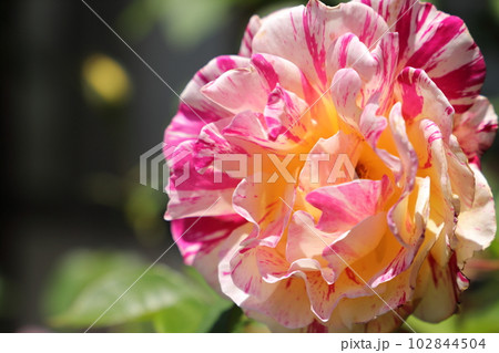 モーリスユトリロ 102844504