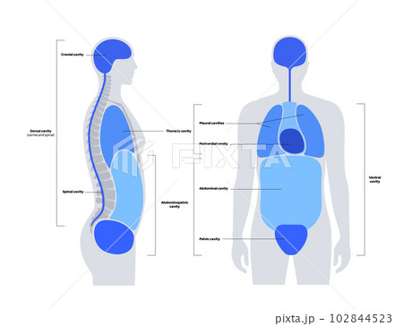 Body cavities poster Body cavities poster 102844523