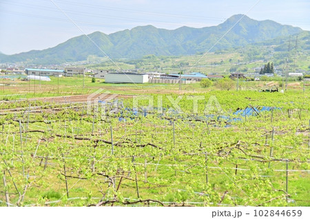 ブドウ畑と冠着山 102844659