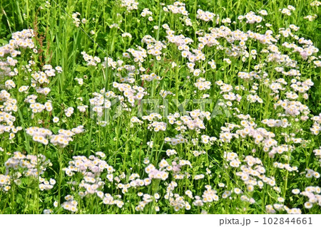 ハルジオンの群生 ハルジオンの群生 102844661