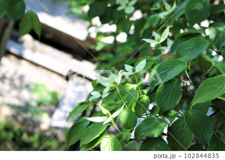 新緑が涼やかなヤマボウシ 白い花 春のみかもやま 新緑が涼やかなヤマボウシ 白い花 春のみかもやま 102844835
