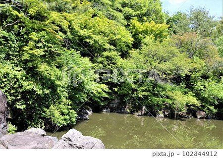さわやかな新緑と穏やかな水面　春の日の公園 102844912