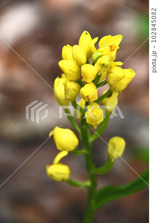 林床に黄色く咲くキンラン 102845082