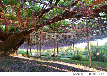 falling purple wisteria with root   102845213