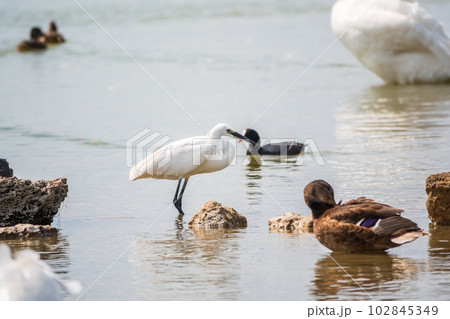 The small white heron or Little egret stands in the lake The small white heron or Little egret stands in the lake 102845349