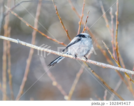 European long-tailed tit, latin name Aegithalos caudatus. A bird sitting on a branch in a deciduous forest. European long-tailed tit, latin name Aegithalos caudatus. A bird sitting on a branch in a deciduous forest. 102845417