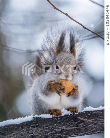 The squirrel with nut sits on tree in the winter or late autumn 102845446