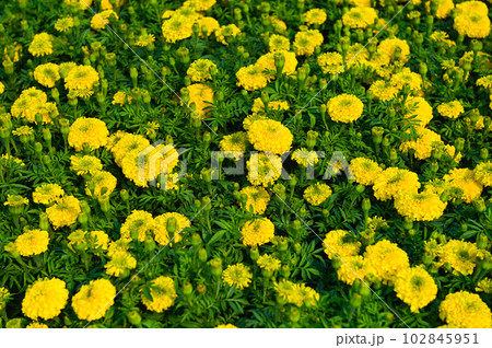 marigold flower blossom on the garden, flower yellow and orange marigold flowers for decorate garden 102845951