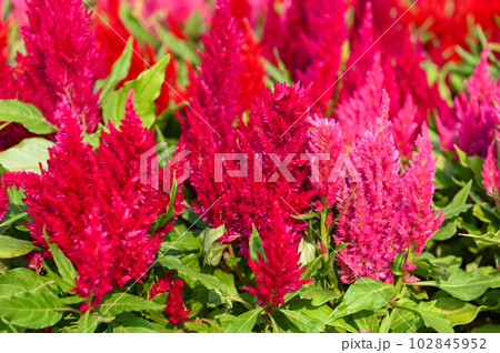 colorful celosia plumosa or Pampas Plume Celosia flowers blooming in the garden yellow flowers colorful celosia plumosa or Pampas Plume Celosia flowers blooming in the garden yellow flowers 102845952