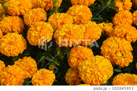 marigold flower blossom on the garden, flower yellow and orange marigold flowers for decorate garden marigold flower blossom on the garden, flower yellow and orange marigold flowers for decorate garden 102845953
