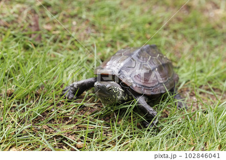 芝生を歩くクサガメ 102846041