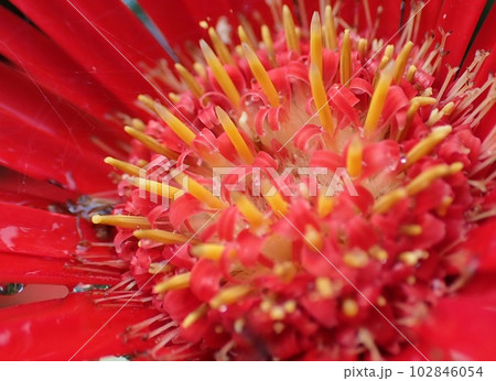 赤い花 赤い花 102846054