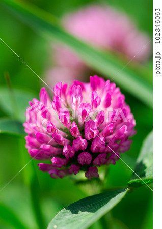 赤詰草 赤詰草 102846063