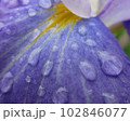 あやめ 102846077