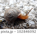 カタツムリ 102846092