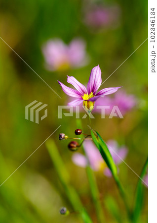 庭石菖 (にわぜきしょう)  102846184