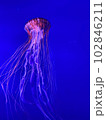 クラゲ 102846211