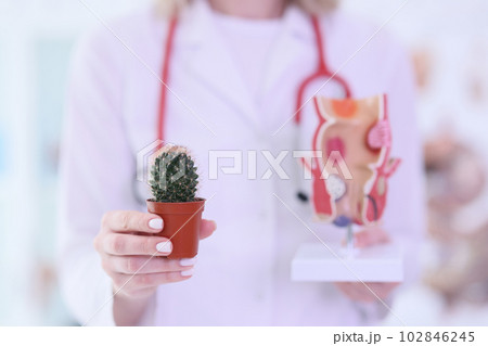 Gynecologist shows cactus and female reproductive organs 102846245