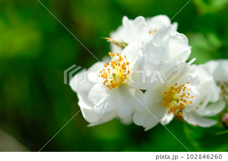 信濃川・やすらぎ堤の野薔薇の花 信濃川・やすらぎ堤の野薔薇の花 102846260