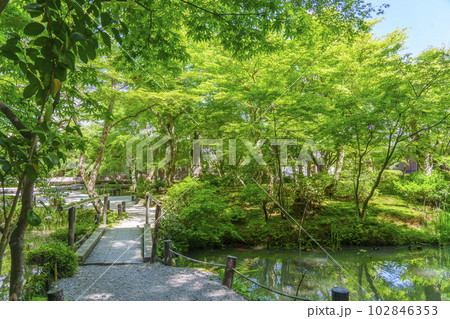圓光寺 鮮やかな緑に包まれる十牛之庭 新緑の季節 圓光寺 鮮やかな緑に包まれる十牛之庭 新緑の季節 102846353