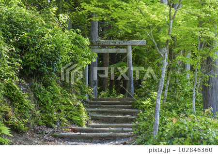 圓光寺境内の奥にある裏山　東照宮と家康公の墓への道　新緑の季節 102846360