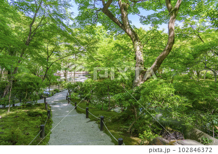 圓光寺　鮮やかな緑に包まれる十牛之庭　新緑の季節 102846372