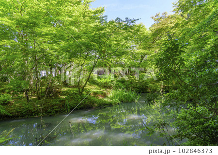 圓光寺　鮮やかな緑に包まれる十牛之庭　新緑の季節 102846373