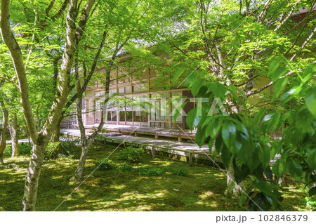 圓光寺 瑞雲閣 十牛之庭 新緑の季節 圓光寺 瑞雲閣 十牛之庭 新緑の季節 102846379