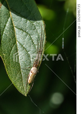 アシナガグモ　 102846735