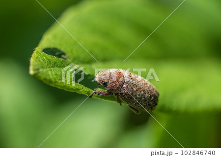 コイチャコガネ 102846740