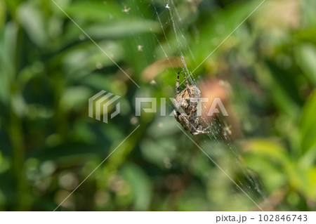 草むらに巣を張るオニグモ 102846743
