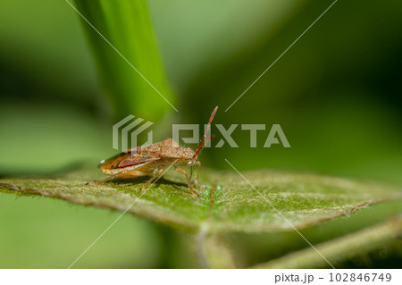 アカヒメヘリカメムシ 102846749