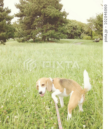 森の公園で楽しそうなビーグル犬 森の公園で楽しそうなビーグル犬 102846860