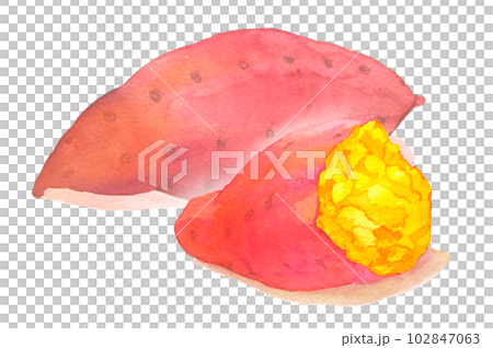 Watercolor illustration of golden stone baked sweet potato Watercolor illustration of golden stone baked sweet potato 102847063