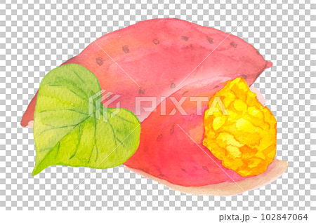 Watercolor illustration of sweet potato leaves and baked sweet potato Watercolor illustration of sweet potato leaves and baked sweet potato 102847064