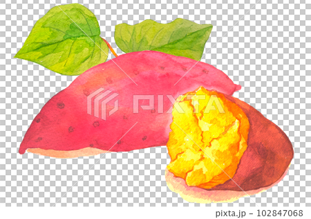 黄金色のさつまいも断面水彩イラスト 黄金色のさつまいも断面水彩イラスト 102847068