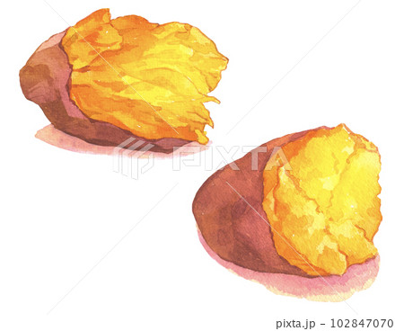 水彩で描かれた黄金色ねっとり芋とほくほく芋の焼き芋イラスト 102847070