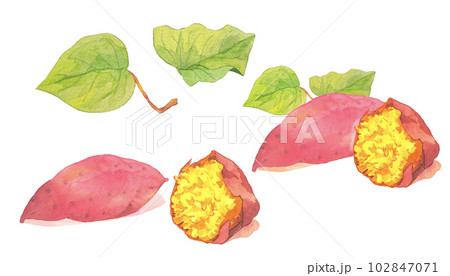 ねっとり芋とほくほく芋のさつまいも水彩イラストセット 102847071
