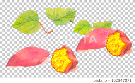 ねっとり芋とほくほく芋のさつまいも水彩イラストセット 102847071